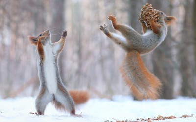 57932_squirrel_funny_squirrels.jpg